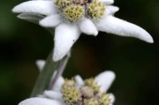 Edelweiss: The Flower, The Song, and Its Deeper Meaning