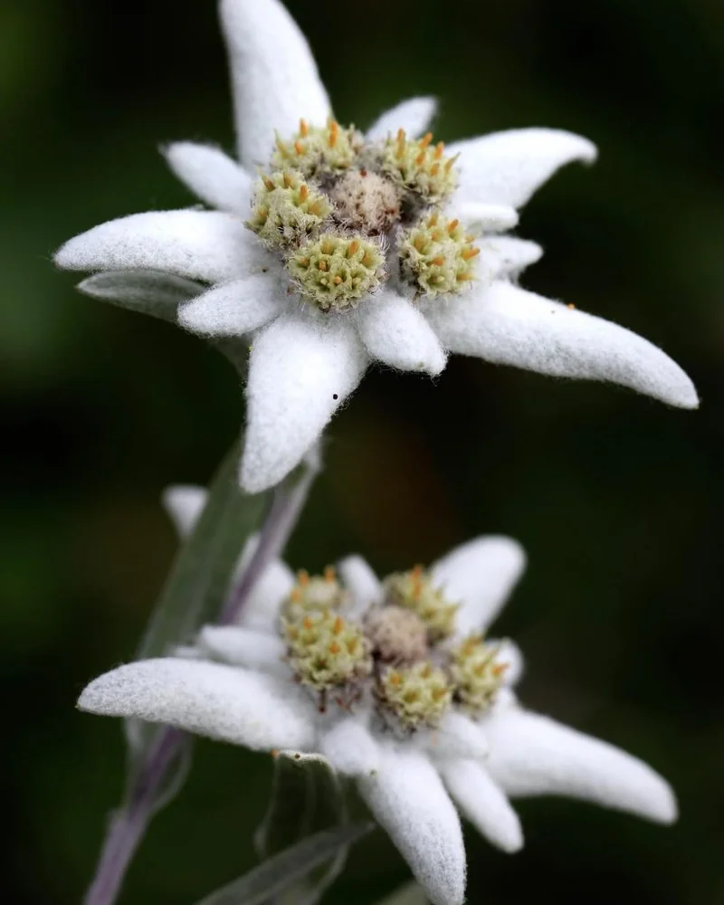 Edelweiss: The Flower, The Song, and Its Deeper Meaning